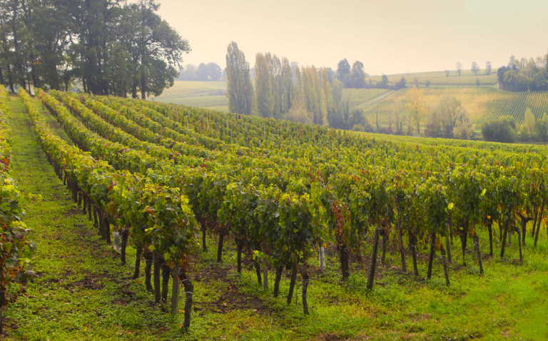 La Maison Cordier xuất khẩu rượu vang đến hơn 80 quốc gia trên thế giới