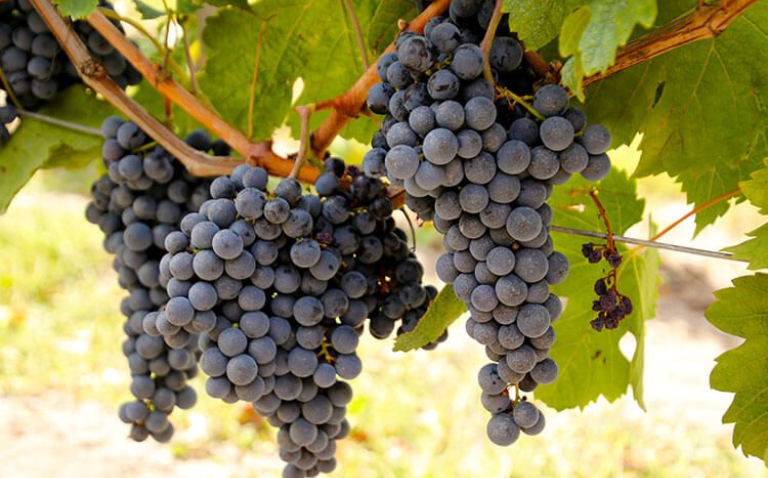 Emilion là một trong những vùng sản xuất rượu vang lớn nhất tại Bordeaux với 5565 ha trồng nho