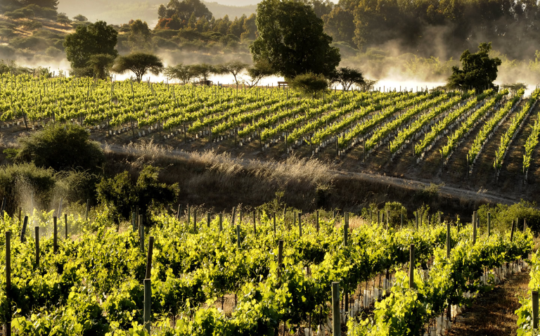 Tên gọi "Alto Vuelo" với ý nghĩa rằng tập đoàn Tapihue Wines mong muốn đưa rượu vang của họ đạt đến tầm cao mới