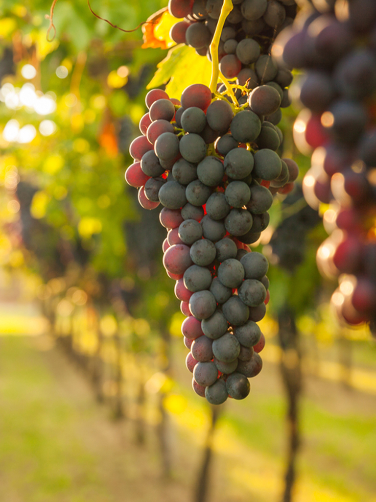 Corte Medicea là nhà máy sản xuất rượu vang nằm ở phía Nam của Tuscany