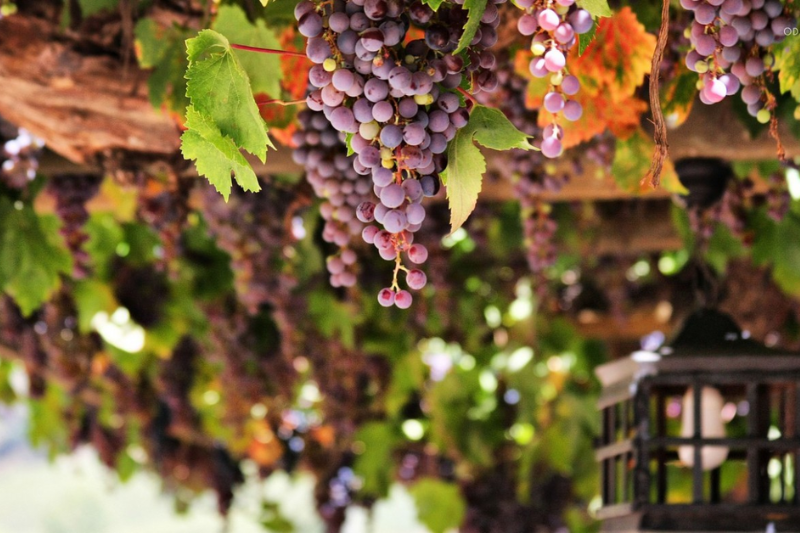 Các giống nho chính sản xuất rượu vang ở Chile
